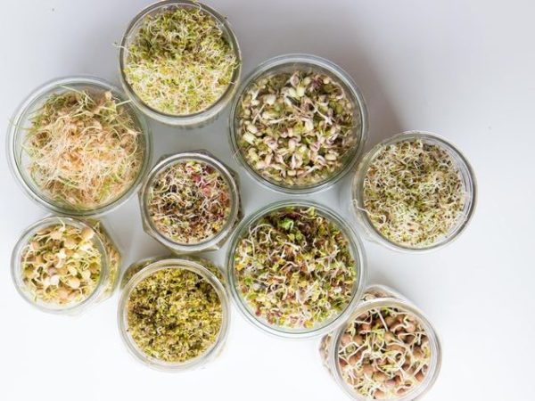 Sprouting Made Easy